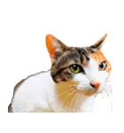 いたずらクーとおっとりミミ2.0（個別スタンプ：11）