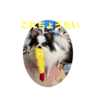 パピヨンすももとポメレイの日常8（個別スタンプ：2）