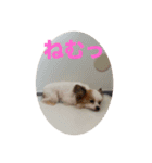 パピヨンすももとポメレイの日常8（個別スタンプ：3）