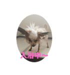 パピヨンすももとポメレイの日常8（個別スタンプ：5）