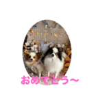 パピヨンすももとポメレイの日常8（個別スタンプ：6）