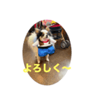 パピヨンすももとポメレイの日常8（個別スタンプ：9）
