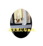 パピヨンすももとポメレイの日常8（個別スタンプ：11）