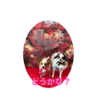 パピヨンすももとポメレイの日常8（個別スタンプ：16）