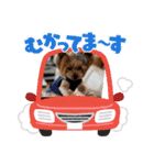 ココアの毎日2025（個別スタンプ：8）