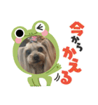 ココアの毎日2025（個別スタンプ：14）