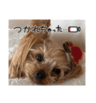 ココアの毎日2025（個別スタンプ：17）