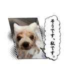 ココアの毎日2025（個別スタンプ：30）