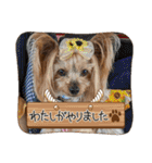 ココアの毎日2025（個別スタンプ：31）
