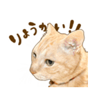 茶トラ★キジトラ★サバトラ★コラット（個別スタンプ：1）