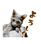 茶トラ★キジトラ★サバトラ★コラット（個別スタンプ：4）