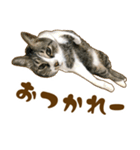 茶トラ★キジトラ★サバトラ★コラット（個別スタンプ：6）