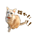 茶トラ★キジトラ★サバトラ★コラット（個別スタンプ：9）