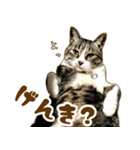 茶トラ★キジトラ★サバトラ★コラット（個別スタンプ：10）
