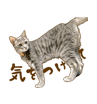 茶トラ★キジトラ★サバトラ★コラット（個別スタンプ：11）