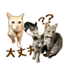 茶トラ★キジトラ★サバトラ★コラット（個別スタンプ：13）