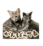 茶トラ★キジトラ★サバトラ★コラット（個別スタンプ：16）