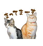 茶トラ★キジトラ★サバトラ★コラット（個別スタンプ：19）