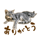 茶トラ★キジトラ★サバトラ★コラット（個別スタンプ：20）