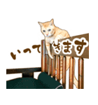 茶トラ★キジトラ★サバトラ★コラット（個別スタンプ：21）