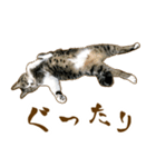 茶トラ★キジトラ★サバトラ★コラット（個別スタンプ：22）