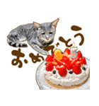 茶トラ★キジトラ★サバトラ★コラット（個別スタンプ：23）