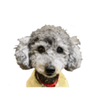 犬100%（個別スタンプ：1）