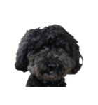 犬100%（個別スタンプ：3）