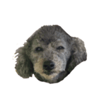 犬100%（個別スタンプ：4）