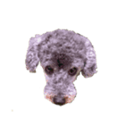 犬100%（個別スタンプ：6）