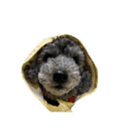 犬100%（個別スタンプ：7）