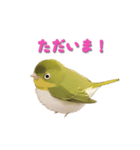 日使える鳥スタンプ - メジロ（個別スタンプ：9）