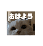 35万の猫（個別スタンプ：1）