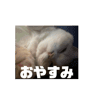 35万の猫（個別スタンプ：2）