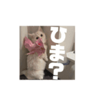 35万の猫（個別スタンプ：3）