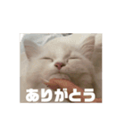 35万の猫（個別スタンプ：4）