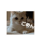 35万の猫（個別スタンプ：5）
