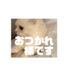 35万の猫（個別スタンプ：6）
