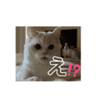 35万の猫（個別スタンプ：8）