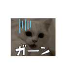 35万の猫（個別スタンプ：9）