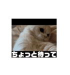 35万の猫（個別スタンプ：10）