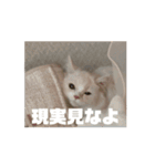 35万の猫（個別スタンプ：11）