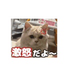 35万の猫（個別スタンプ：12）