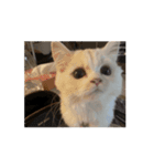 35万の猫（個別スタンプ：14）