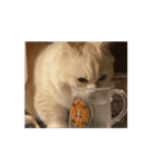 35万の猫（個別スタンプ：15）