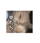 35万の猫（個別スタンプ：16）