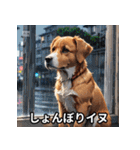 ニヤリ犬！（個別スタンプ：3）
