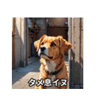 ニヤリ犬！（個別スタンプ：25）