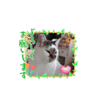 piliさんちの動くボス部屋ふれんずスタンプ（個別スタンプ：11）