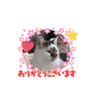 piliさんちの動くボス部屋ふれんずスタンプ（個別スタンプ：14）